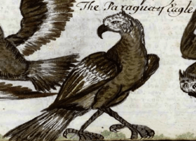 Colonial painting of Águila paraguaya taken from the archives of the Biblioteca Nacional de Madrid in Brignon (2022)