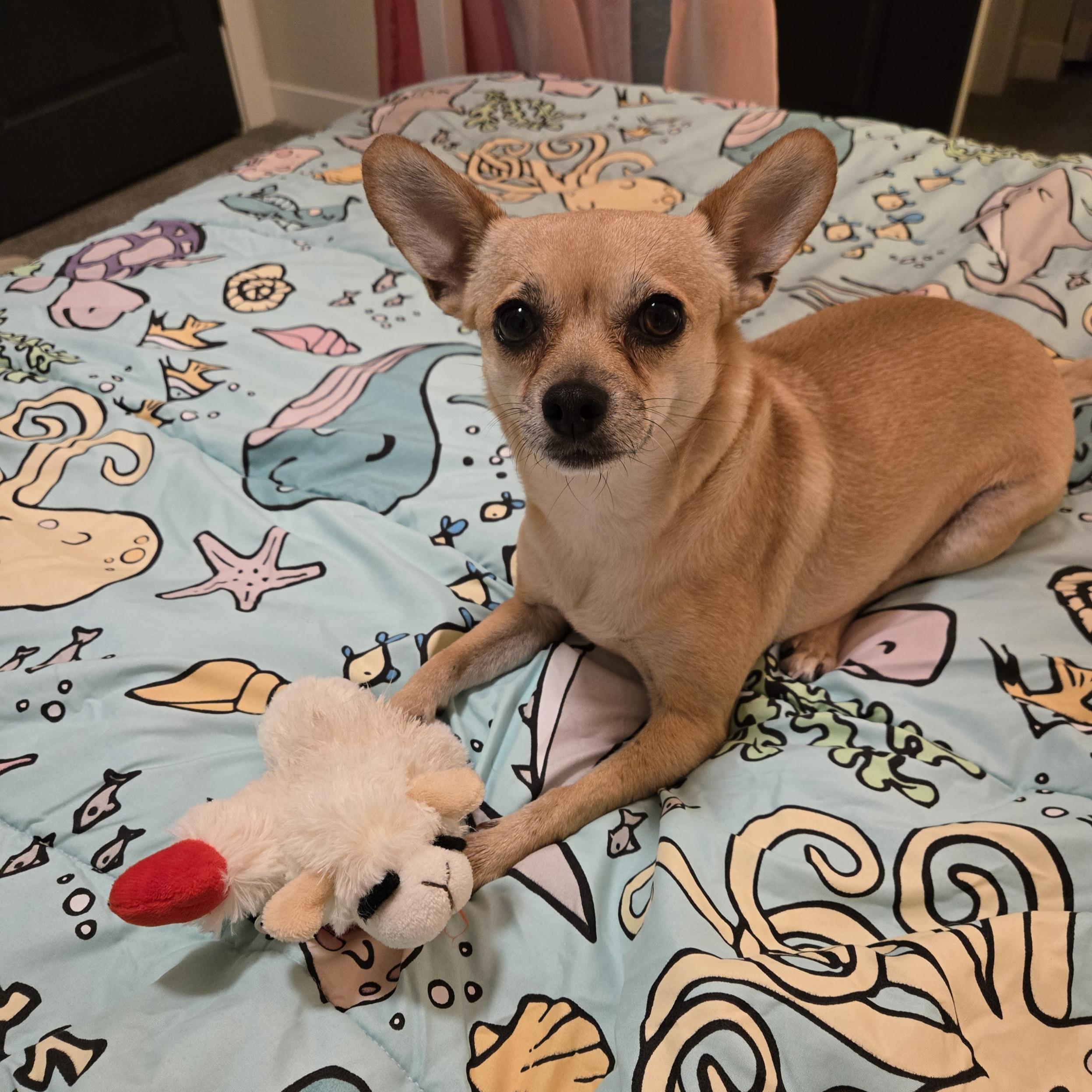 Lidia Ponce de la Vega, Ph.D.